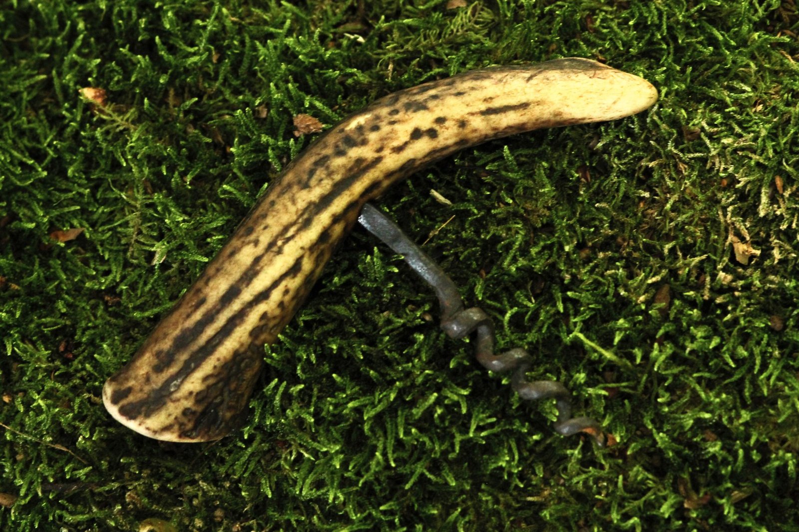 Tire-bouchon le chasseur